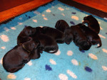Darcy / Justy pups 26 juni 2011